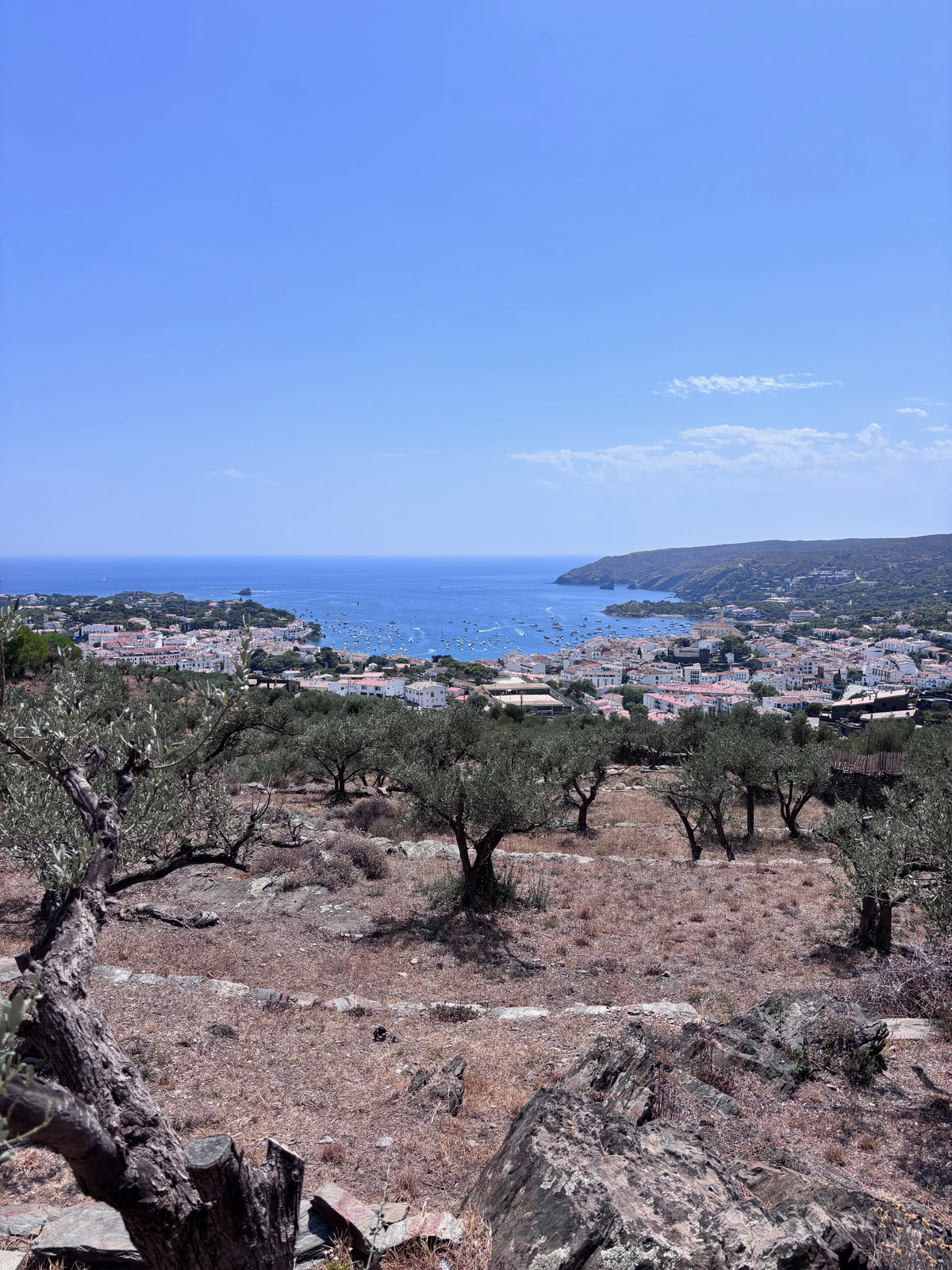 Cadaqués vue depuis une oliveraie : des oliviers noueux au premier plan sur une terre sèche et caillouteuse, le village blanc en contrebas, et la baie ouverte sur la mer.